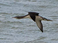 Plongeon arctique