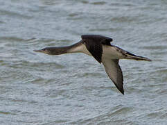 Plongeon arctique