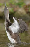 Black-throated Loon