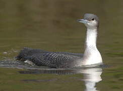 Black-throated Loon