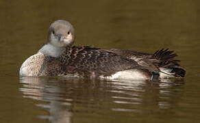 Black-throated Loon