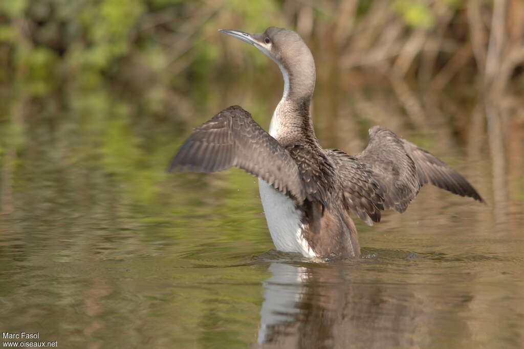 Black-throated LoonSecond year, pigmentation, Behaviour