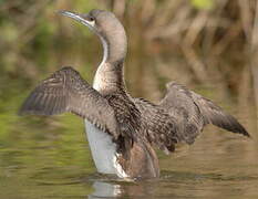 Black-throated Loon