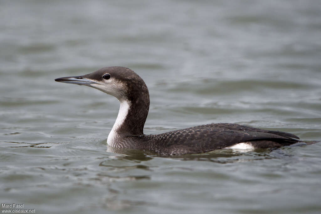 Black-throated Loonadult post breeding, close-up portrait