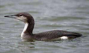 Plongeon arctique