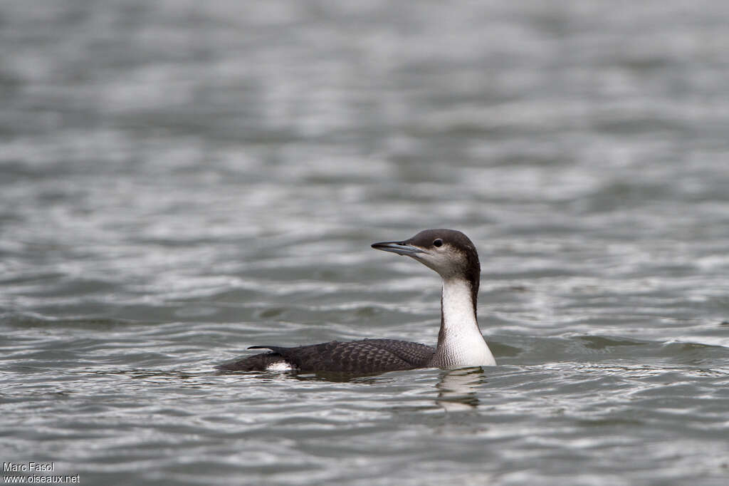 Black-throated Loonadult post breeding, identification