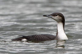 Plongeon arctique