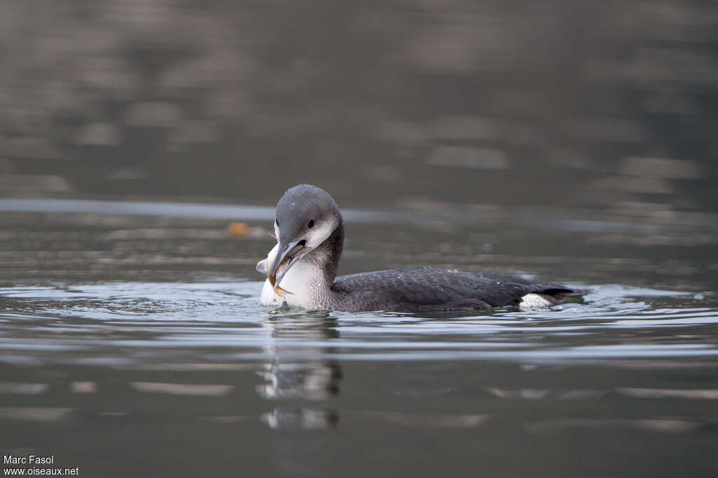 Black-throated Loon, eats