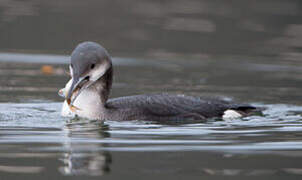 Plongeon arctique