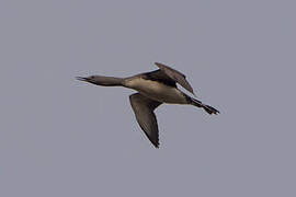 Red-throated Loon