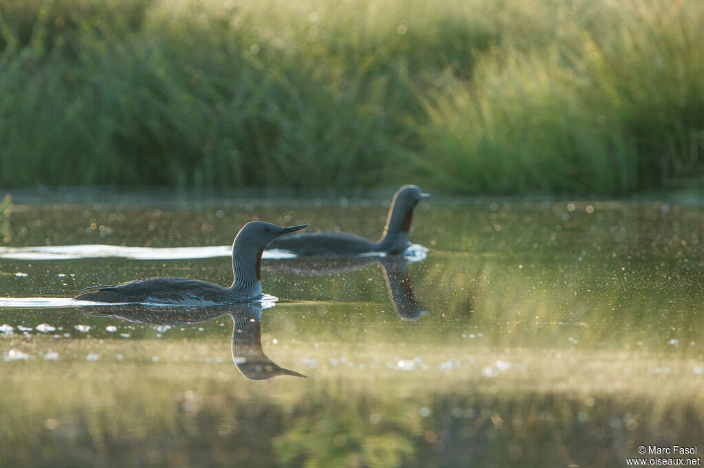 Red-throated Loonadult breeding