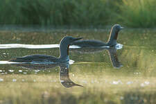 Plongeon catmarin