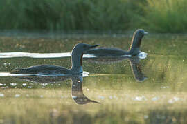 Red-throated Loon