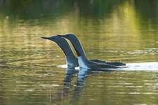 Plongeon catmarin