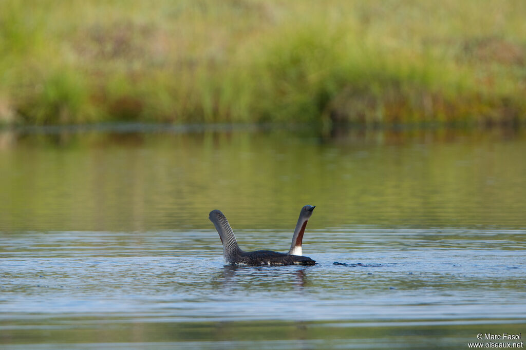 Red-throated Loonadult breeding, courting display