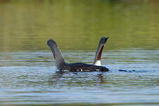 Plongeon catmarin