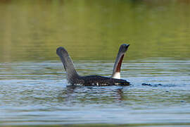 Red-throated Loon