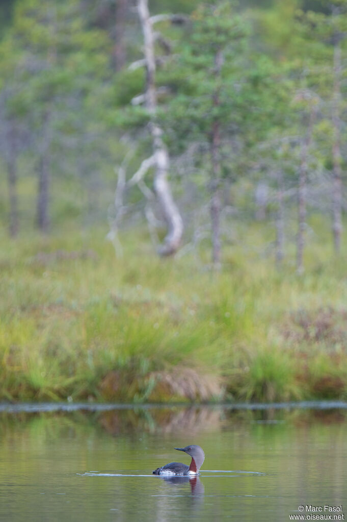 Red-throated Loonadult breeding, identification