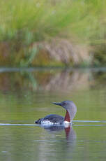 Plongeon catmarin