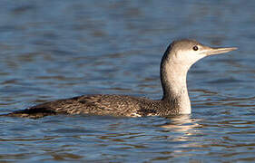 Red-throated Loon