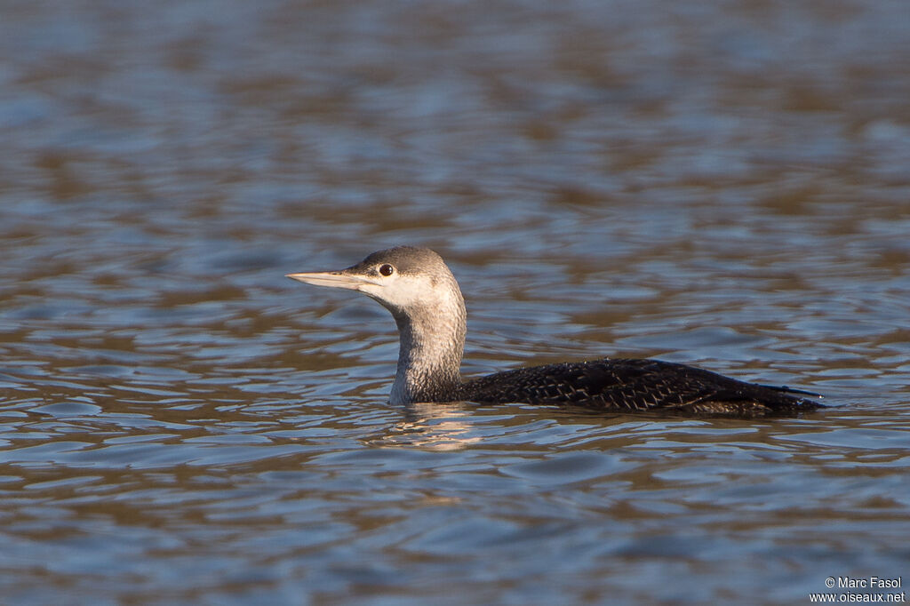 Red-throated LoonSecond year, identification, swimming