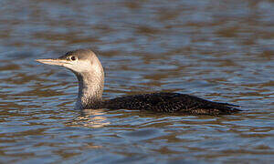 Red-throated Loon