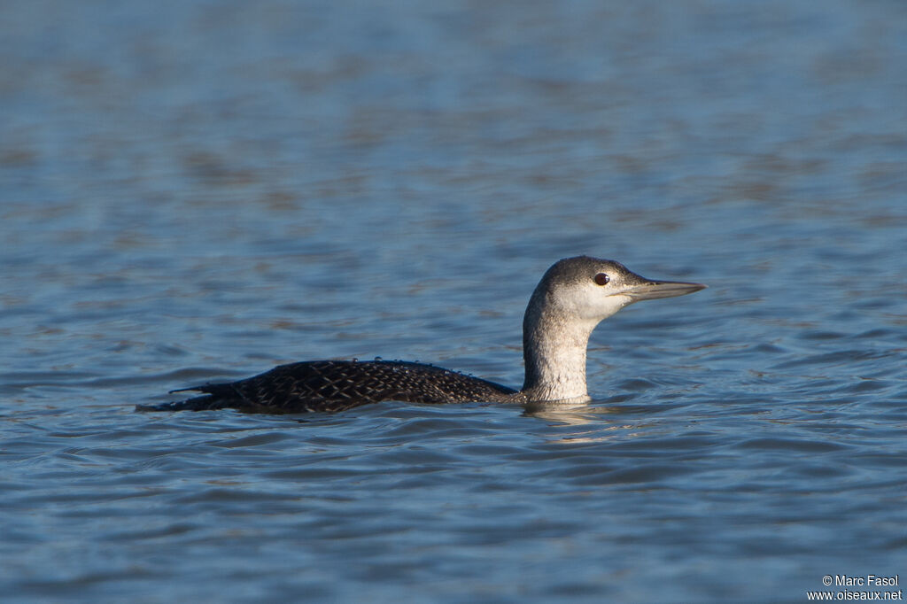 Red-throated LoonSecond year, identification, swimming