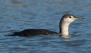 Red-throated Loon