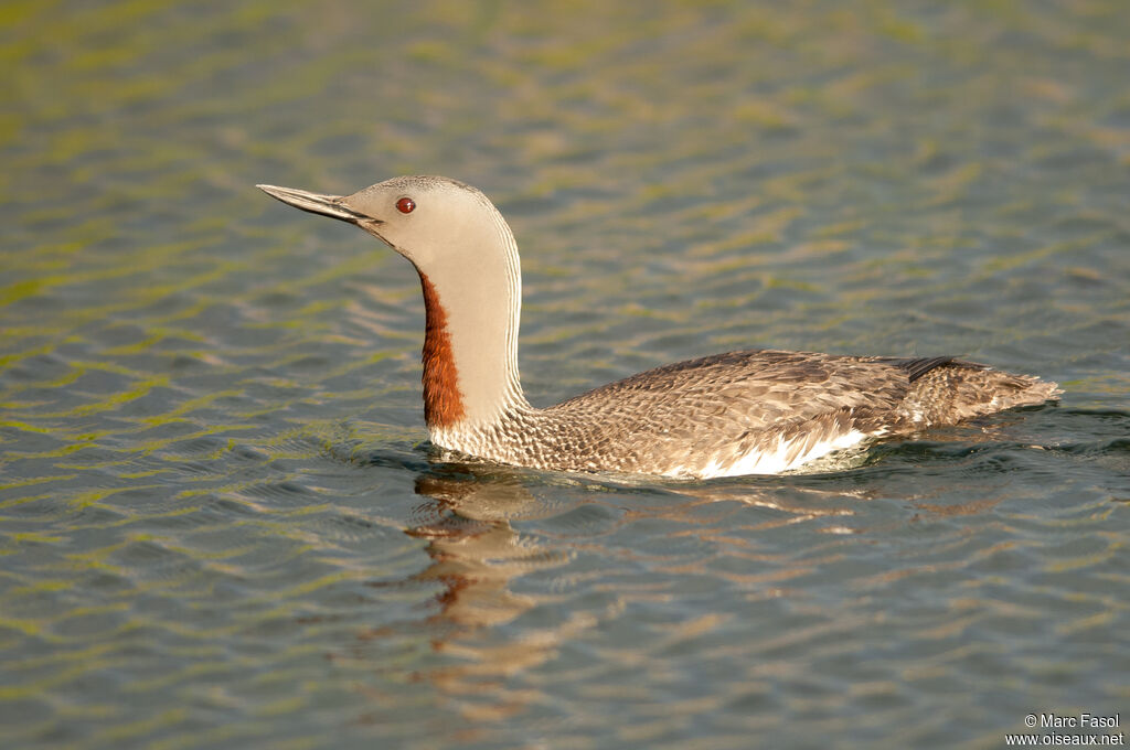 Red-throated Loonadult, identification, swimming