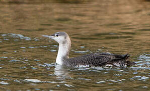 Red-throated Loon