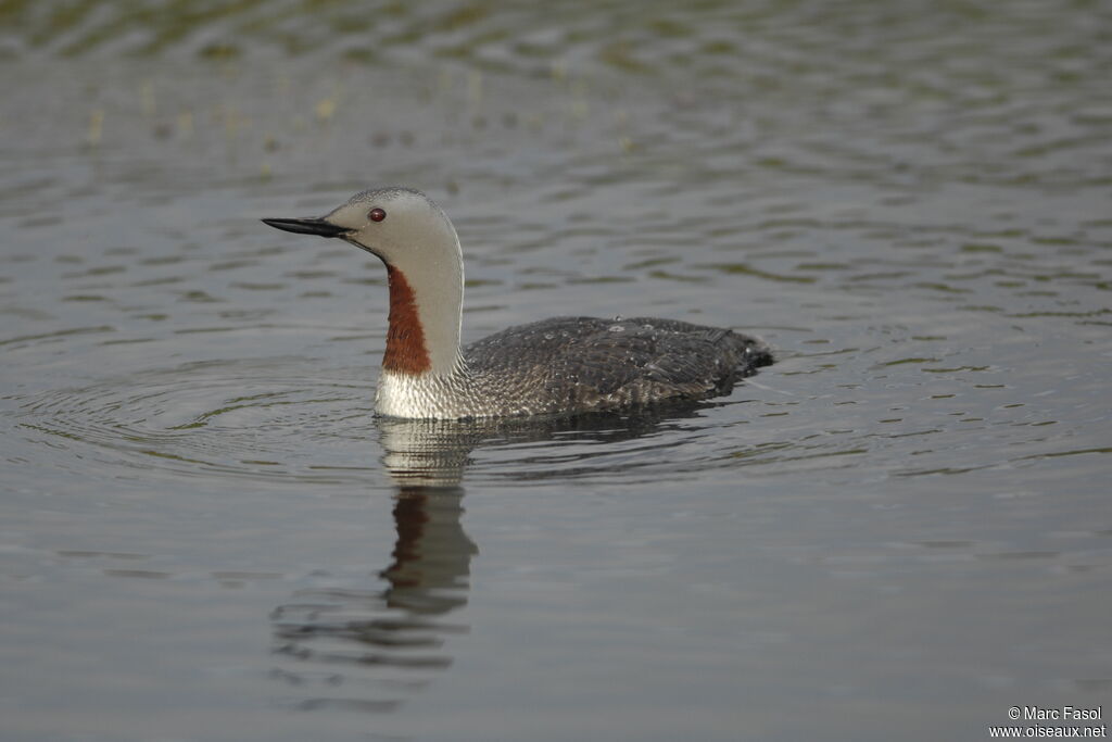 Red-throated Loonadult breeding, identification, Reproduction-nesting