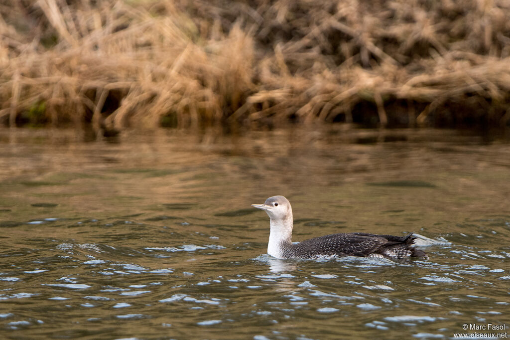 Red-throated LoonFirst year, swimming