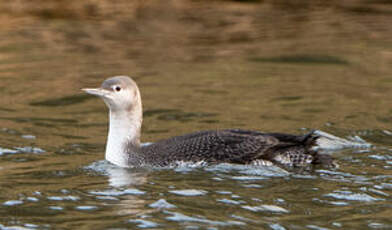 Plongeon catmarin