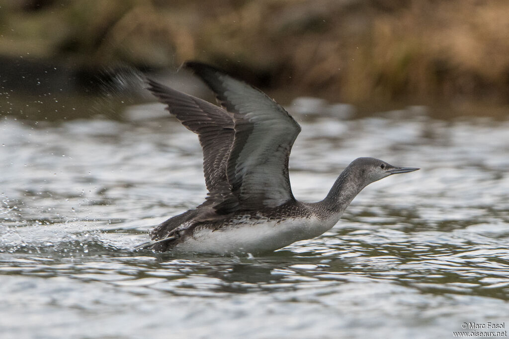 Red-throated LoonFirst year, Flight