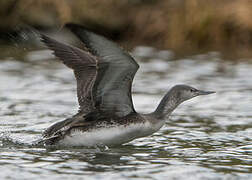 Red-throated Loon