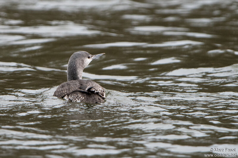 Red-throated Loon, identification, swimming