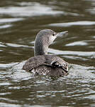 Plongeon catmarin