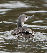 Red-throated Loon