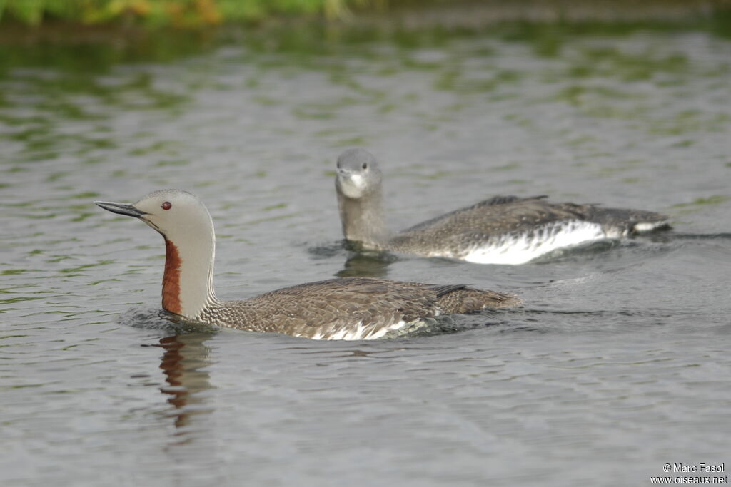 Plongeon catmarinadulte nuptial, identification, Nidification