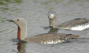 Red-throated Loon