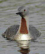 Red-throated Loon