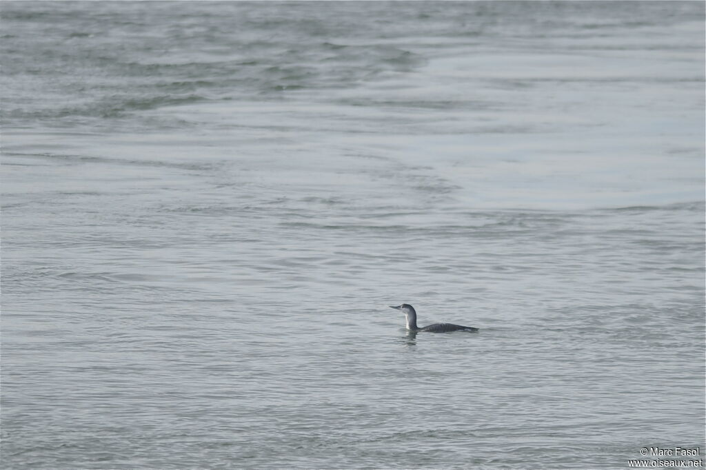 Plongeon catmarinadulte internuptial, identification