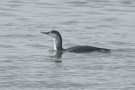 Red-throated Loon