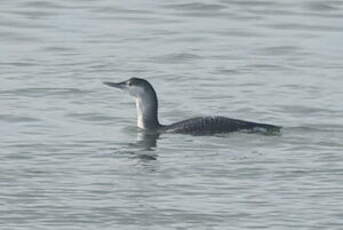 Plongeon catmarin