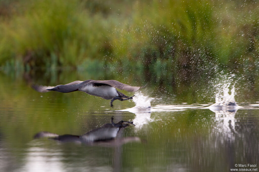 Plongeon catmarinadulte, Vol