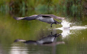 Plongeon catmarin