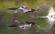 Plongeon catmarin