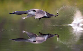 Red-throated Loon