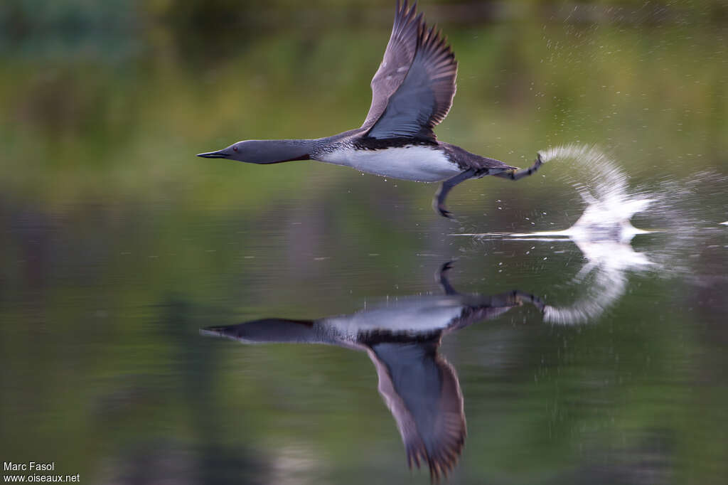 Red-throated Loonadult breeding, Flight, Behaviour