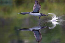 Plongeon catmarin